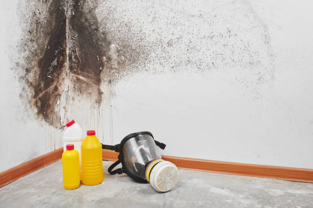 Best Mold Remediation Services  in Winthrop, IA