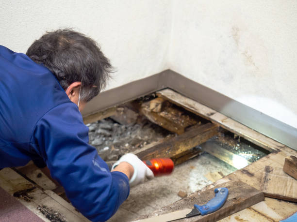 Best Mold Remediation  in Winthrop, IA