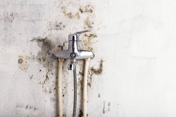Trusted Winthrop, IA Mold Removal Experts
