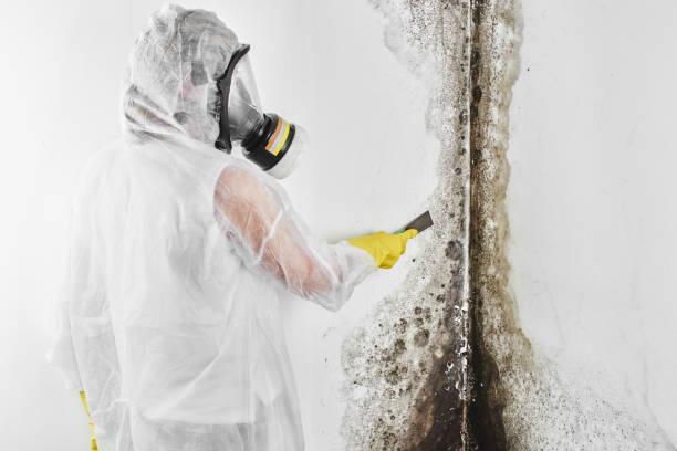 Best Mold Cleaning Services  in Winthrop, IA