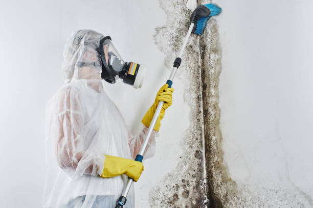 Best Crawl Space Mold Removal  in Winthrop, IA