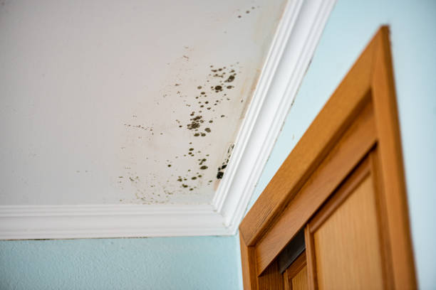 Best Mold Damage Repair  in Winthrop, IA