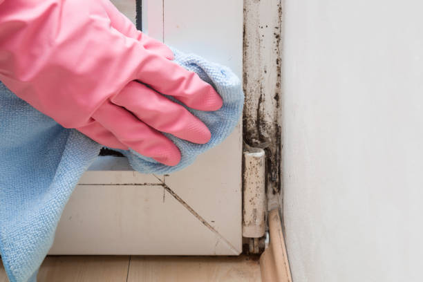 Best Mold Removal Near Me  in Winthrop, IA