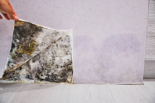 Mold Removal Process in Winthrop, IA